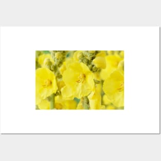 Verbascum × hybridum  &#39;Banana Custard&#39;  Mullein Posters and Art